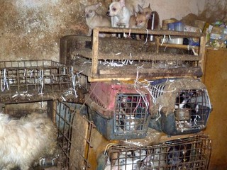 Malé klietky plné výkalov, steny nasiaknuté močom. V dome žilo 212 psov