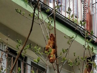 V Krakove vystrašil ľudí na strome "nebezpečný tvor". V skutočnosti to bol croissant