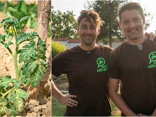 Čaká vás sadenie paradajok a paprík? Zožeňte si TENTO postrek: Zachráni vám úrodu!