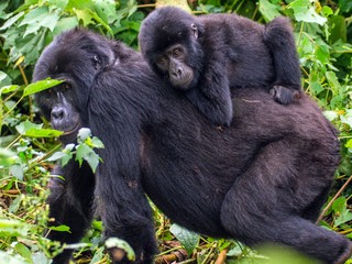 Pôrod pred zrakmi návštevníkov ZOO. Gorila je tretíkrát mamička