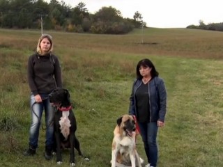 Pes zachránil psa darovaním krvi. Baltazár je hrdina a Aťa sa pomaly zotavuje