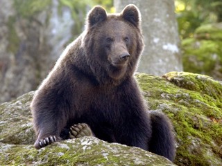 Na východe majú problémy s medveďmi. Ničia úle