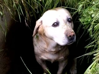 Muž naučil svojho psa zbierať odpadky