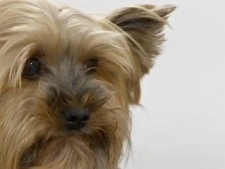 Nedôvera v očkovanie sa šíri: Majitelia psov sa snažia obísť povinné vakcíny