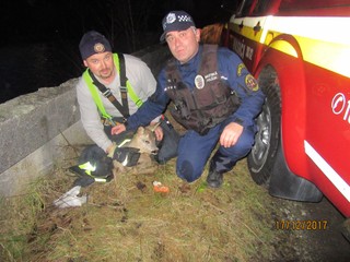 FOTOGALÉRIA: Policajti z Vrútok zachránili topiacu sa srnku