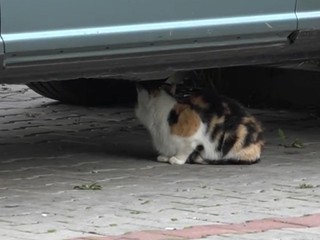 Úmyselne otrávené zvieratá? Za poskytnutie dôkazov finančná odmena