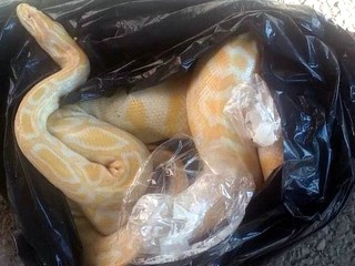 V Prahe našli vo vreci mŕtveho pytóna