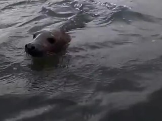 Experti prišli na to, prečo uhynuli tulene na Bajkale. Boli hladné