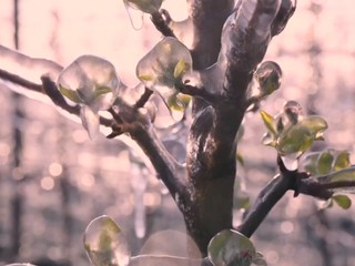 Ovocinári na južnom Slovensku sú v pohotovosti. Do záchrany úrody musia investovať tisíce eur