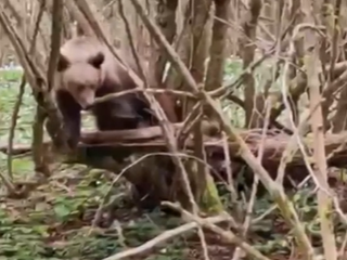 Medvede sa opäť začali objavovať v blízkosti obcí. Starostovia varujú obyvateľov