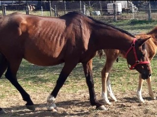 V dedine strieľali s puškohľadom. Štyri kone a nenarodené žriebä streľbu neprežili