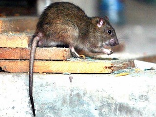 V Senici si nevedia dať rady s potkanmi. Deratizácia nepomáha