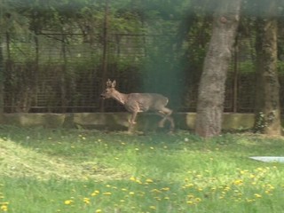 VIDEO: Záchranná akcia zatúlaného srnčeka