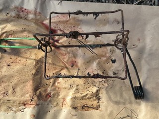 V obľúbených turistických lokalitách vyčíňajú pytliaci s nelegálnymi pascami. Ohrozené môžu byť aj deti