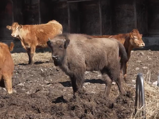V Poloninách našli mŕtvu zubricu, po samici zostalo ročné mláďa