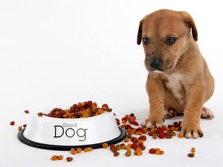 Do reštaurácie s domácim zvieraťom sa bude dať vstúpiť. Treba nastaviť jasné pravidlá