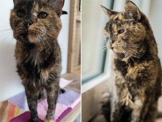 Najstaršia mačka na svete oslavuje 30 rokov. Prežila dvoch svojich majiteľov