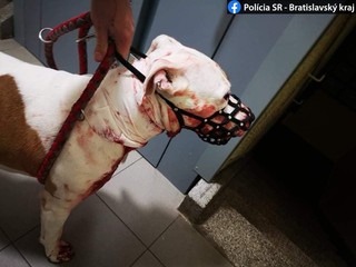 Dvadsaťtriročný Marek svojho psa podrezal. Hrozí mu 5 rokov vo väzení