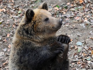 Medvedie mäso na tanieri? Od pondelka ho môžu ponúkať slovenské reštaurácie