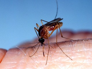 Na Morave objavili vedci komáre s vírusom západonílskej horúčky