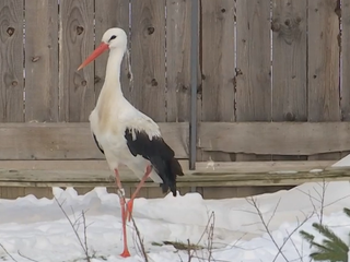 Bocian zo záchrannej stanice sa zdržiaval pri ľuďoch, po delobuchoch sa túlal po okolí