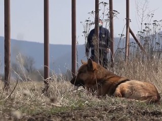 Zákaz reťazí pre psov: Majitelia čelia plnej zodpovednosti za škody a útoky