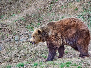 Stretnutie s medveďom: Išla behať len pár kilometrov od domu