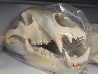 Od medveďov po dobu ľadovú. V tejto miestnosti je celý príbeh Tatier