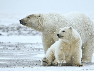 Ľadové medvede na Arktíde sú ohrozené topením ľadovcov
