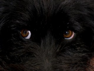 Vo vagóne, ktorý prevážal ťažkú guľatinu, našli zakliesneného psíka, strapáča nakoniec zachránili