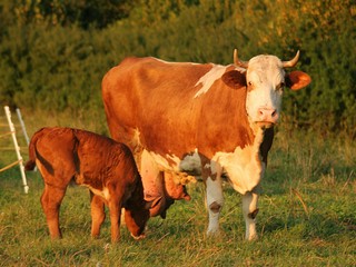 Naše bitúnky dodržiavajú podľa Matečnej prísne veterinárne pravidlá