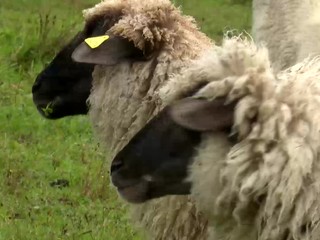 Farmári majú strach z útokov vlkov. Napádajú ich ovce a spôsobujú nemalé škody