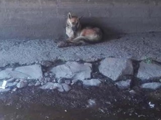 Prípadov týrania zvierat pribúda, za posledné roky zaň nik neskončil vo väzení