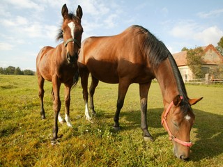 Dva kone ukradol neznámy páchateľ z pozemku. Naložil ich do auta a nepozorovane sa vyparil