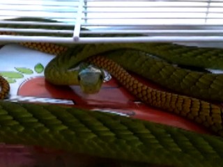 Žena, ktorú minulý týždeň uhryzol had, zomrela