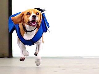 Šofér vyhodil z idúceho auta psov. Pomohol im kamionista