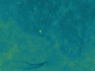 Polícia našla nezvestného seniora vďaka dronu, zasiahli v poslednej chvíli