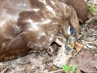 Na Záhorí uhynuli ďalšie vtáky. Niekto tam asi zámerne dáva otravu