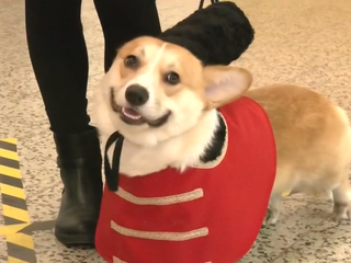 Sandokan či pirát: Psi v kostýmoch ovládli fašiangový karneval