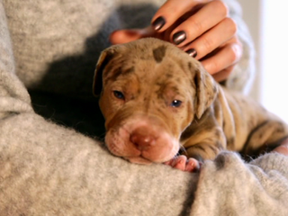 V Liptovskom Mikuláši budú mať psy záchody