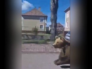 Mimoriadna situácia v Liptovskom Mikuláši naďalej trvá. Problematického medveďa zatiaľ nechytili