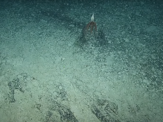 Vedcom sa v hlbinách mora podarilo nafilmovať tvora, akého ľudské oko vidí len zriedka