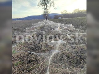 FOTO: Mimoriadne dielo pavúkov. Utkali takmer kilometrovú pavučinu
