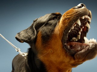 Na Záhorí pes dohrýzol majiteľku