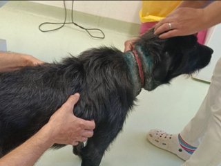 Neuveriteľná krutosť. Psíka našli pobehovať po uliciach s vrasteným špagátom do krku