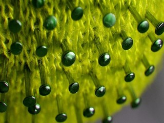 Hlavný hygienik Mikas o novom kmeni koronavírusu: Táto mutácia môže byť už teoreticky aj na Slovensku