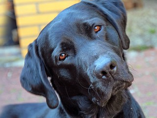 SaSkári chcú odstrániť zákaz vstupu psov do reštaurácií