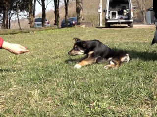 Niekto šteniatku ublížil a poškodil miechu, následky sú nezvratné