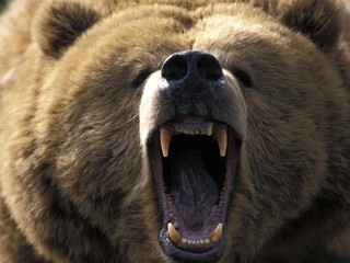 Ind si chcel urobiť selfie s medveďom, ten ho roztrhal