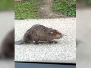 VIDEO: Po sídlisku sa potuloval bobor. Zastavil sa na zastávke aj pri nákupnom centre